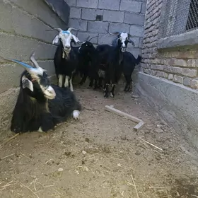 Dog Geçi bakylan