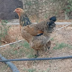 Brama tawuk gigant