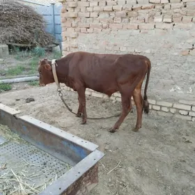 öküzçe
