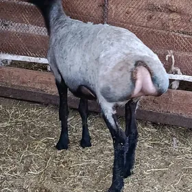 goŷun
