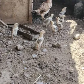 baysow juje