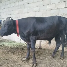 Öküz