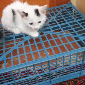 Pişik