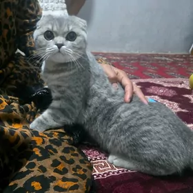 шатланская вислоушка