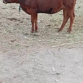 Gulajyn gōle