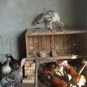 induklar tovuk jujeler