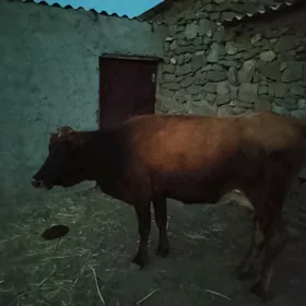 sygyr