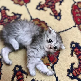 котята