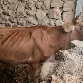 sygyr