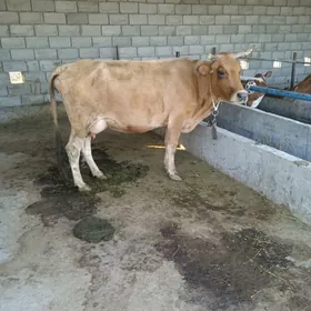 goleli sygyr