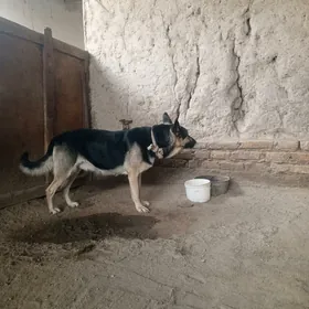 Türkmen tazysy