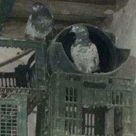 kepderi
