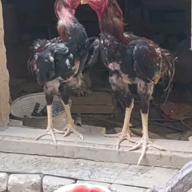 Horaz