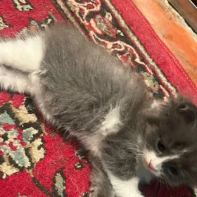 котята