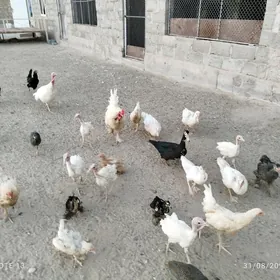 İnduk Ördek