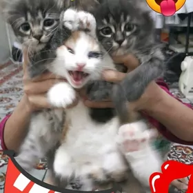 котята вдобрые руки