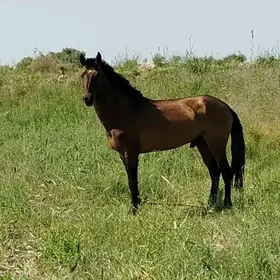 arassa iňlis