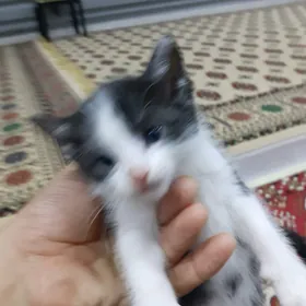 Кошки