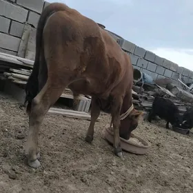 okuzce