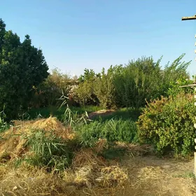 ayraport daça