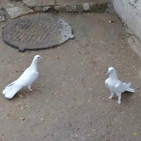 kepderi