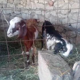 Pakistan owlak