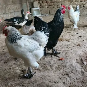 balgar towuk