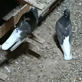 Kepderi