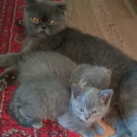 британский котенок мальчик