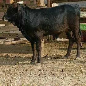 Öküzçeler 2 sany