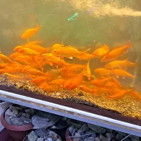 карп коя
