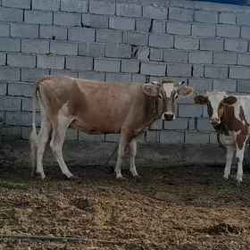 BAKYMDA DURAN SYGYR