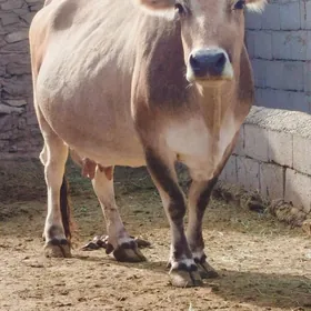 ARASSA ŞIWIT BOGOZ SYGYR