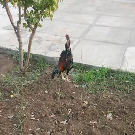 Taskent horaz