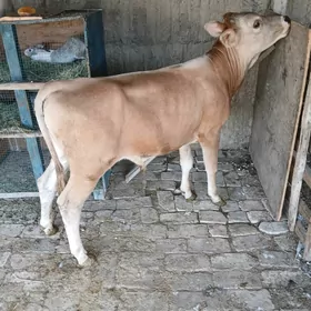 Ökizçe