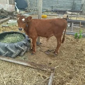 òkizçe