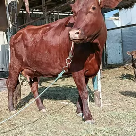 goleli. sygyr