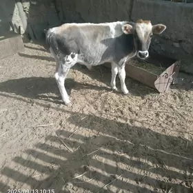 okuzce