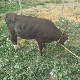 Òkiz