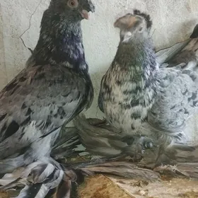 Kepderi
