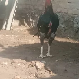 Horaz kal tuhum