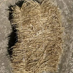saman