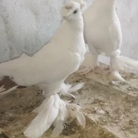 Kepderi