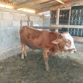 Ökiz