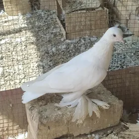 lahmaty ak kepderi