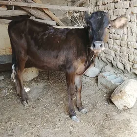 Tüwe