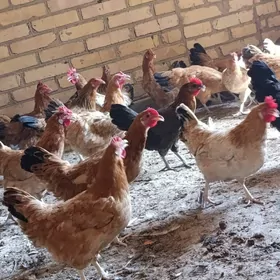 towuklar