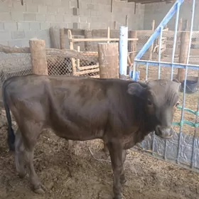 okuzcr