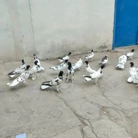 kepderi
