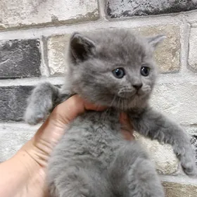 шотландские прямоухие котята
